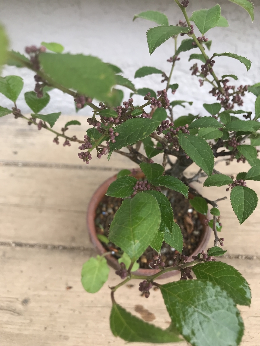 f:id:bonsaichie:20190510211238j:plain f:id:bonsaichie:20190510211238j:plain