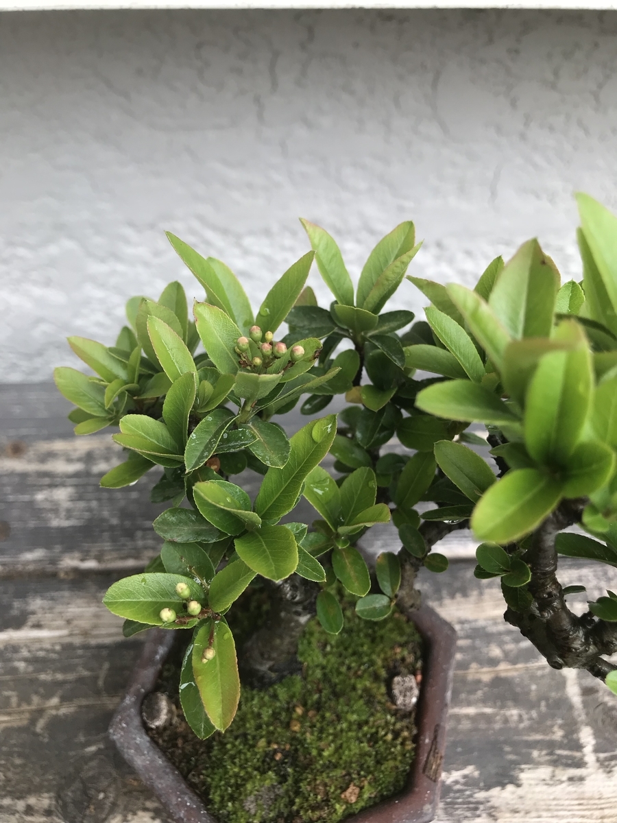 f:id:bonsaichie:20190510211429j:plain f:id:bonsaichie:20190510211429j:plain