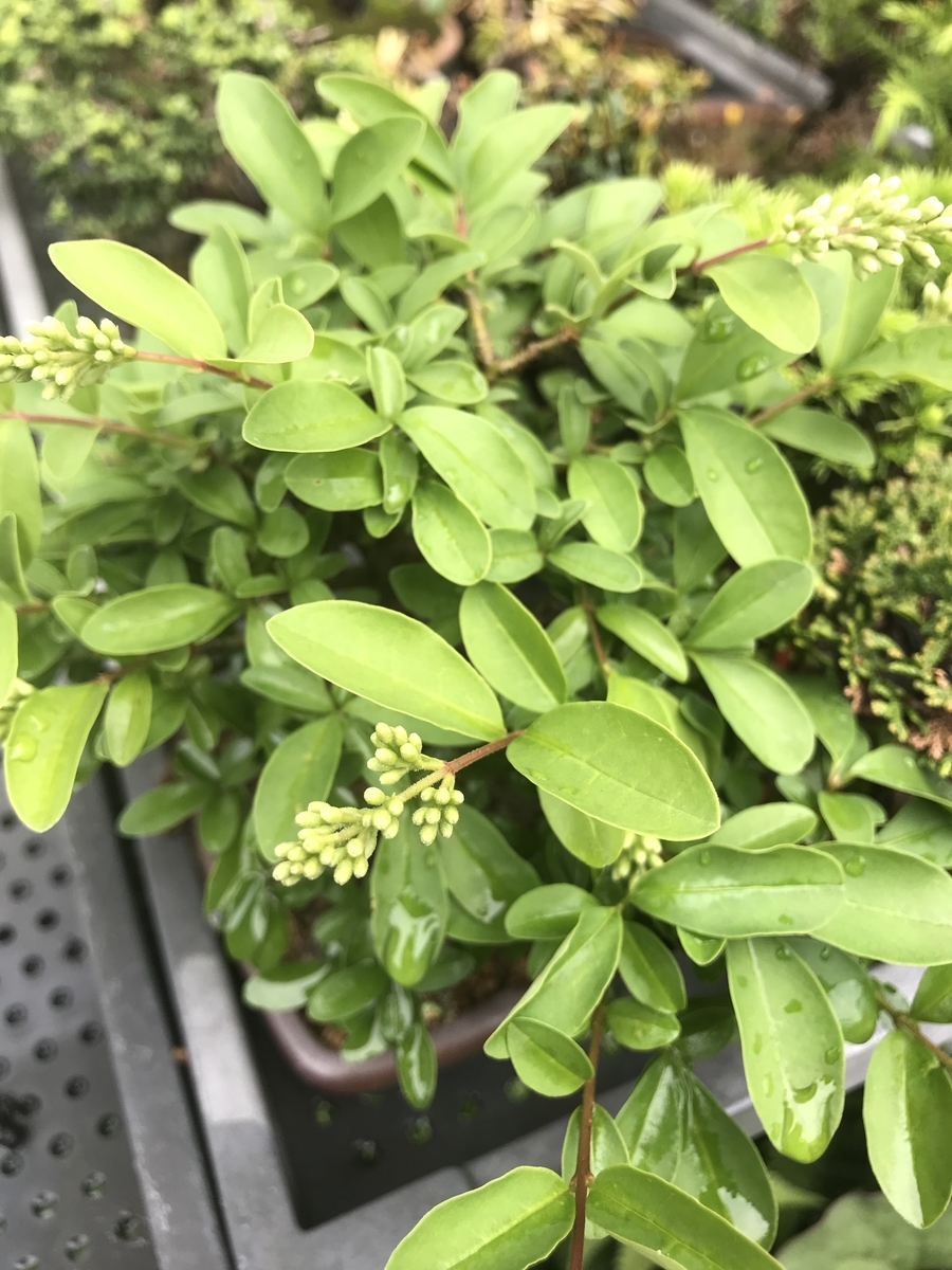 f:id:bonsaichie:20190510211603j:plain f:id:bonsaichie:20190510211603j:plain