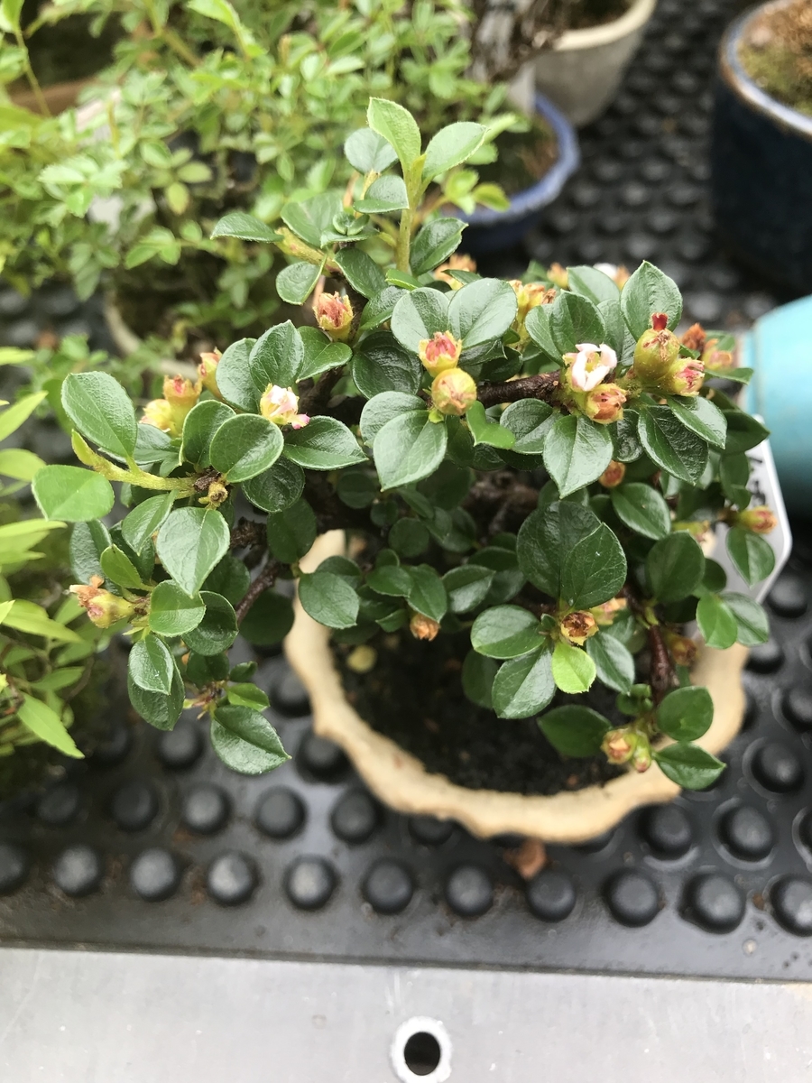 f:id:bonsaichie:20190510211913j:plain f:id:bonsaichie:20190510211913j:plain