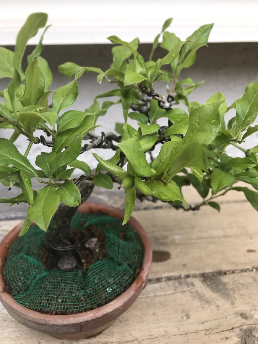 f:id:bonsaichie:20190510212054j:plain f:id:bonsaichie:20190510212054j:plain