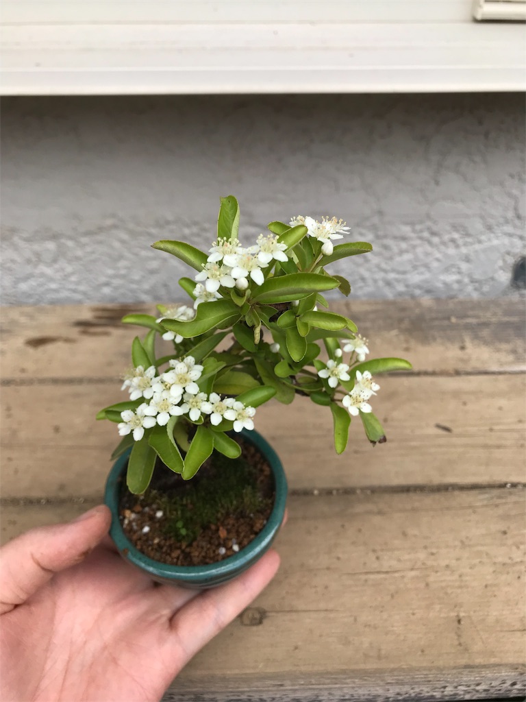 f:id:bonsaichie:20190513160716j:image f:id:bonsaichie:20190513160716j:image