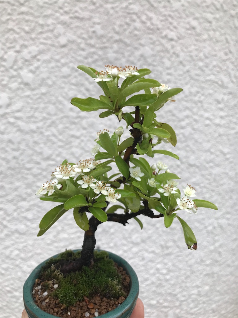 f:id:bonsaichie:20190514073634j:image f:id:bonsaichie:20190514073634j:image