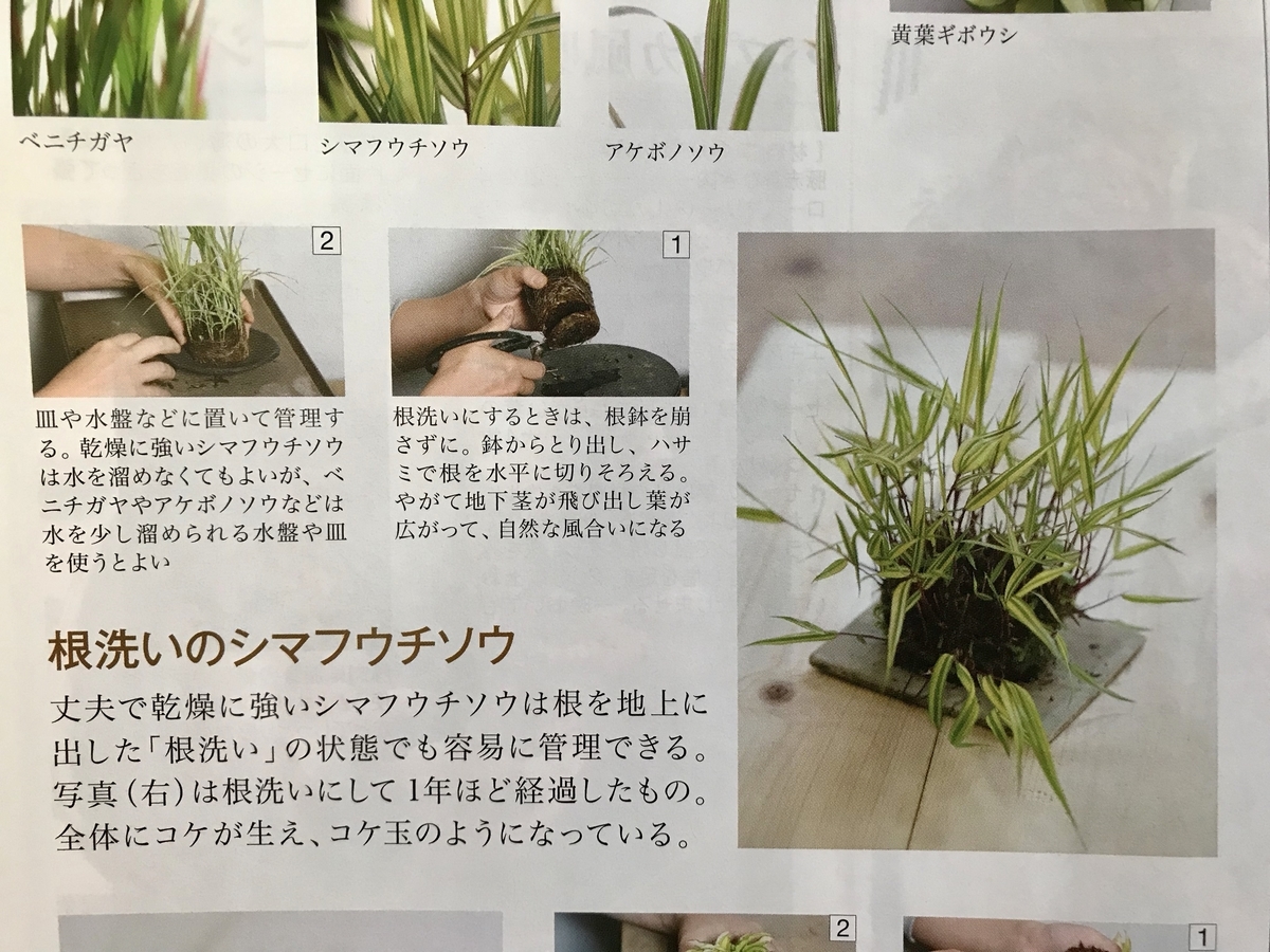 No.56 風知草の根洗い 風知草 - BONSAIちえ