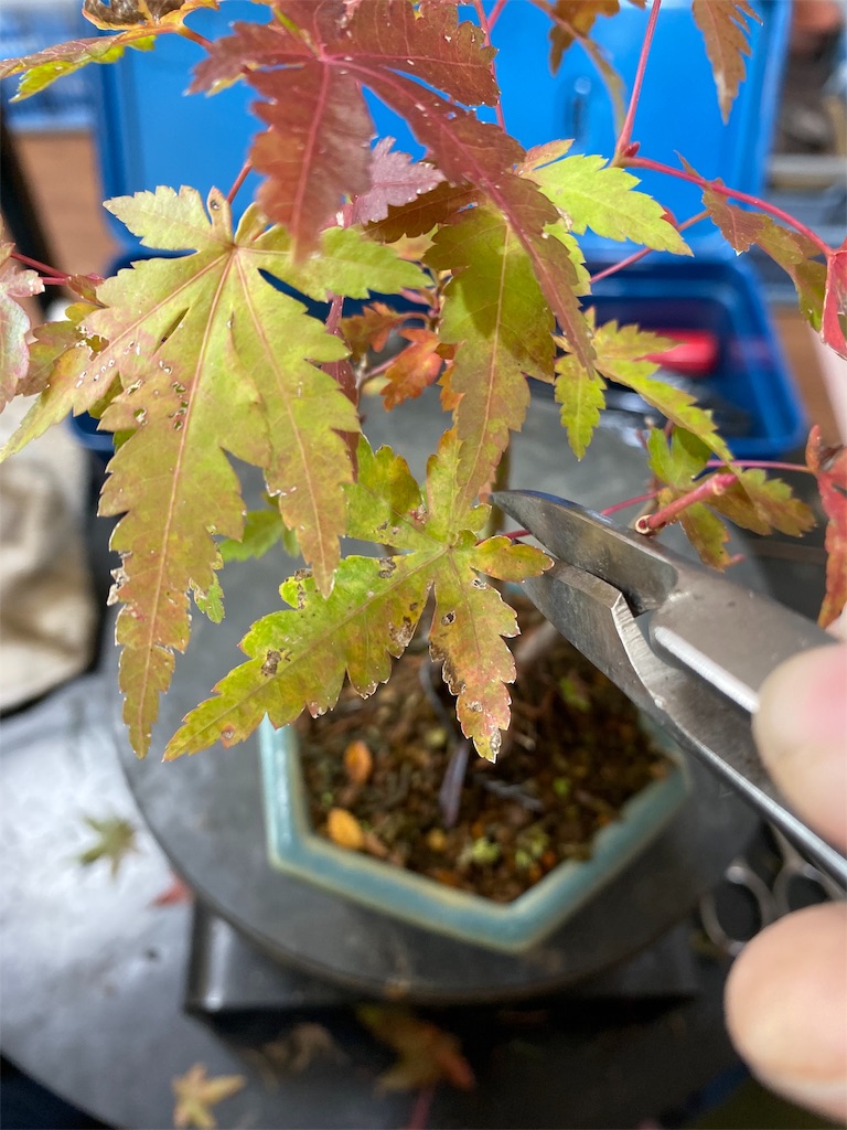 f:id:bonsaichie:20191117093602j:image f:id:bonsaichie:20191117093602j:image