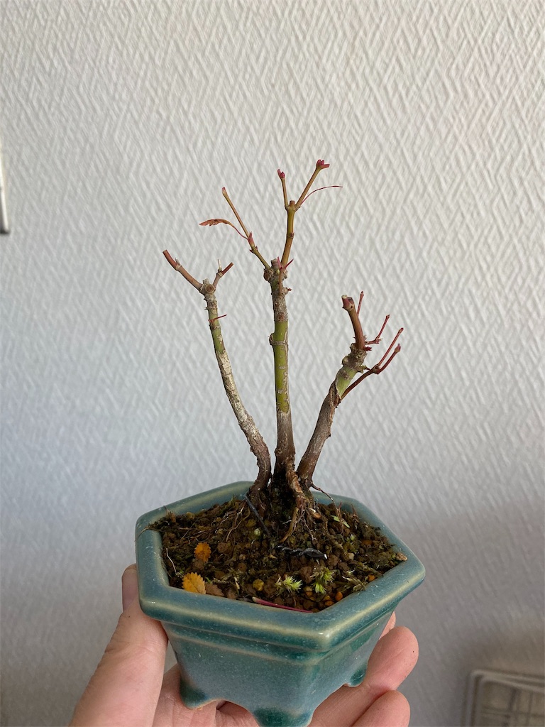 f:id:bonsaichie:20191117093613j:image f:id:bonsaichie:20191117093613j:image