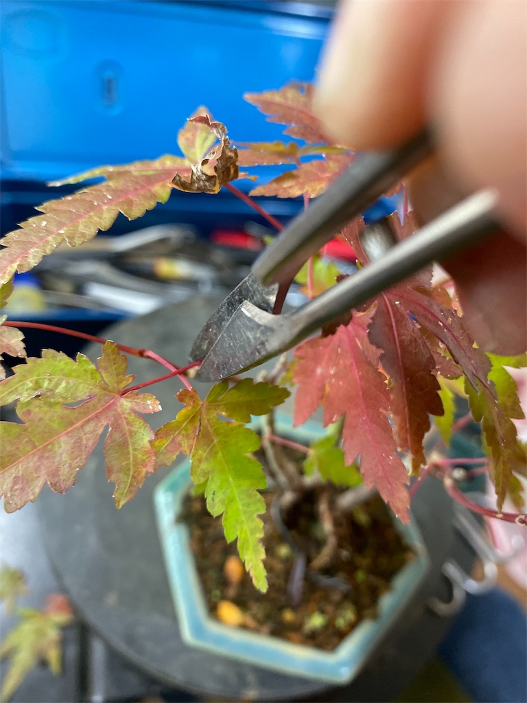 f:id:bonsaichie:20191117093616j:image f:id:bonsaichie:20191117093616j:image