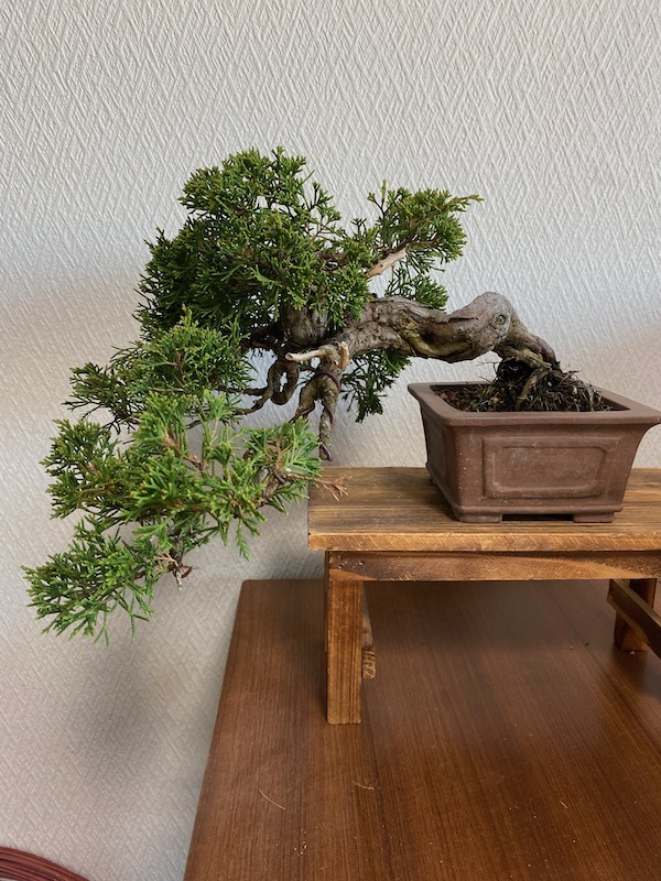 f:id:bonsaichie:20191119220914j:plain f:id:bonsaichie:20191119220914j:plain