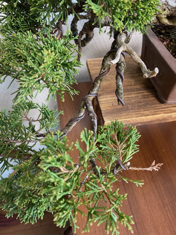 f:id:bonsaichie:20191119220957j:plain f:id:bonsaichie:20191119220957j:plain