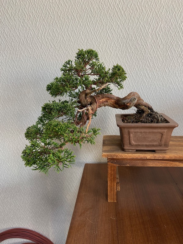 f:id:bonsaichie:20191119221102j:plain f:id:bonsaichie:20191119221102j:plain