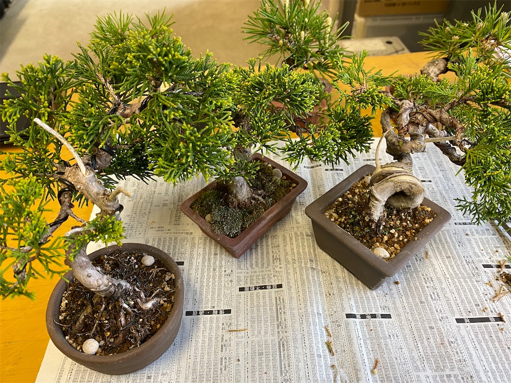 黒松の肥料やり Bonsaiちえ