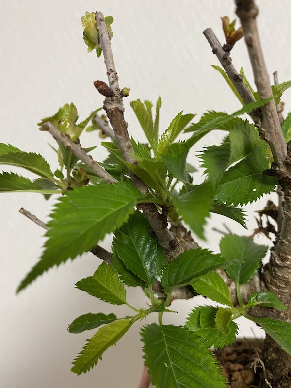 f:id:bonsaichie:20200521104805j:plain f:id:bonsaichie:20200521104805j:plain