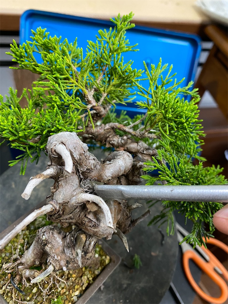 ワイヤーアート　盆栽　真柏風 Bonsai シンパク ワイヤーアート 盆栽 真柏風 Bonsai シンパク - メルカリ