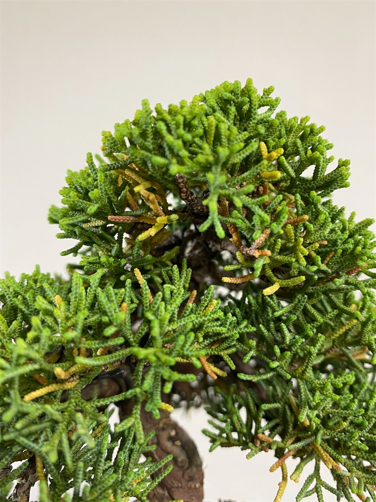 真柏の黄色い葉を落とす - BONSAIちえ