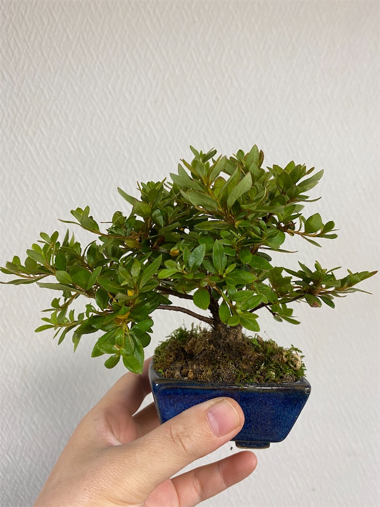 ツツジの花後の剪定 - BONSAIちえ