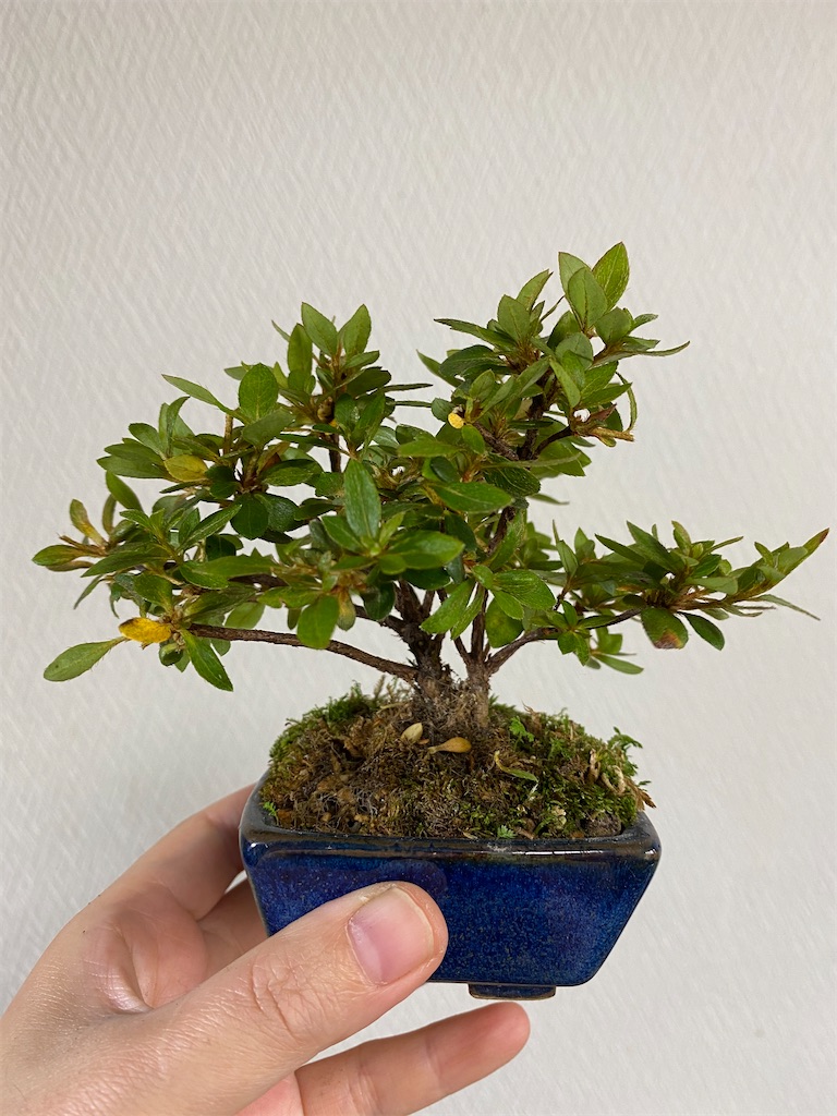 【引き取り限定】ツツジ 盆栽 ※値下げ可 引き取り限定】ツツジ 盆栽 ピンク 花 ※値下げ可