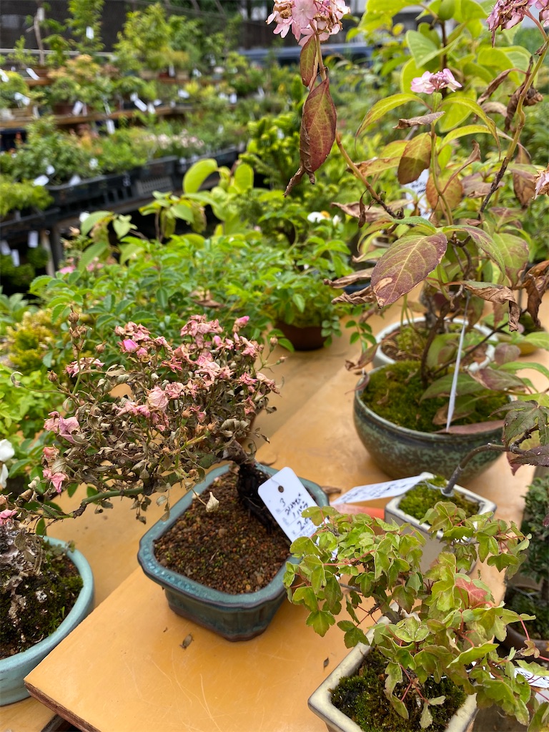 f:id:bonsaichie:20200612230140j:image