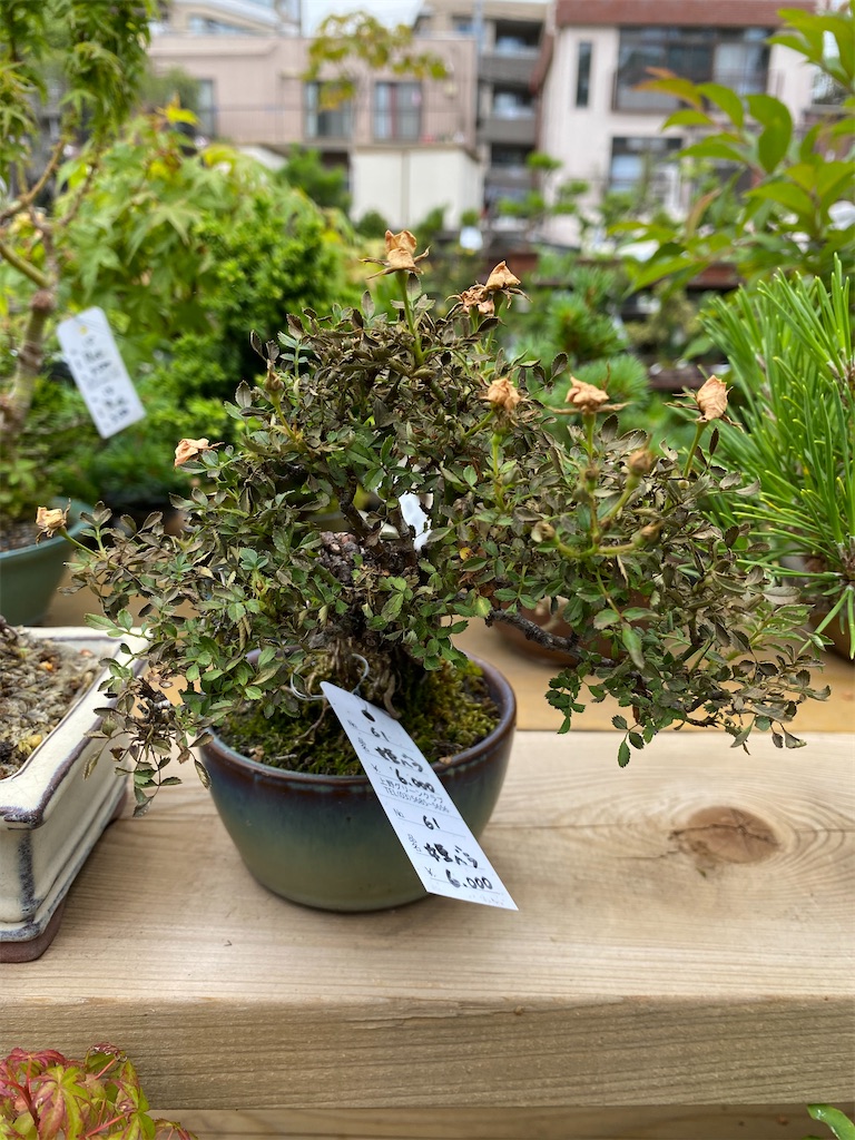 f:id:bonsaichie:20200612230144j:image