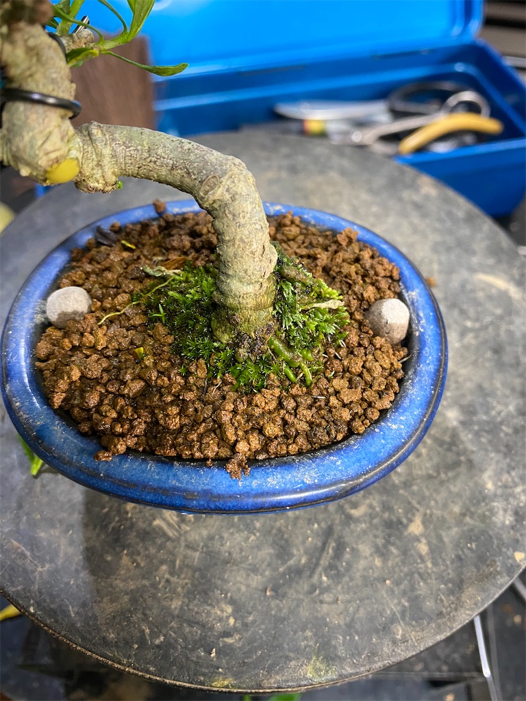 クチナシの伸びた枝を剪定 - BONSAIちえ