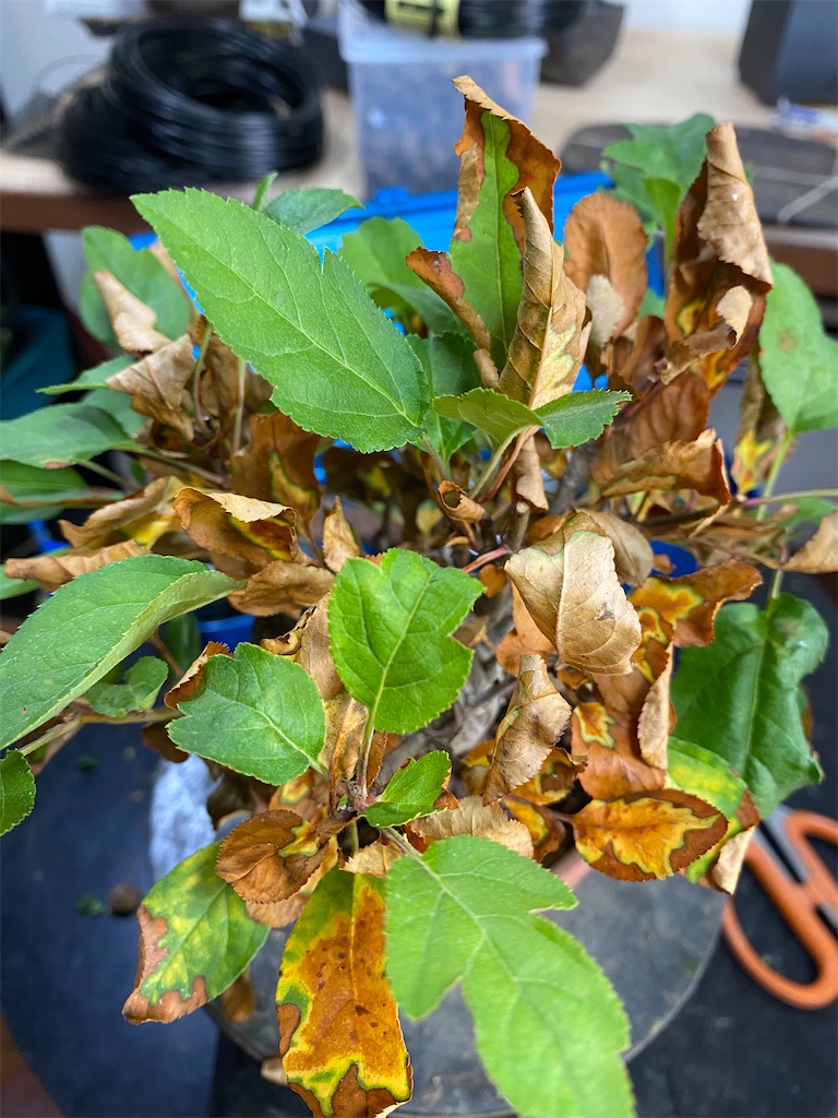 f:id:bonsaichie:20200615212942j:image