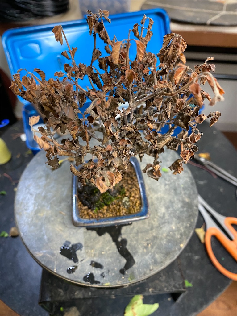 f:id:bonsaichie:20200615212945j:image