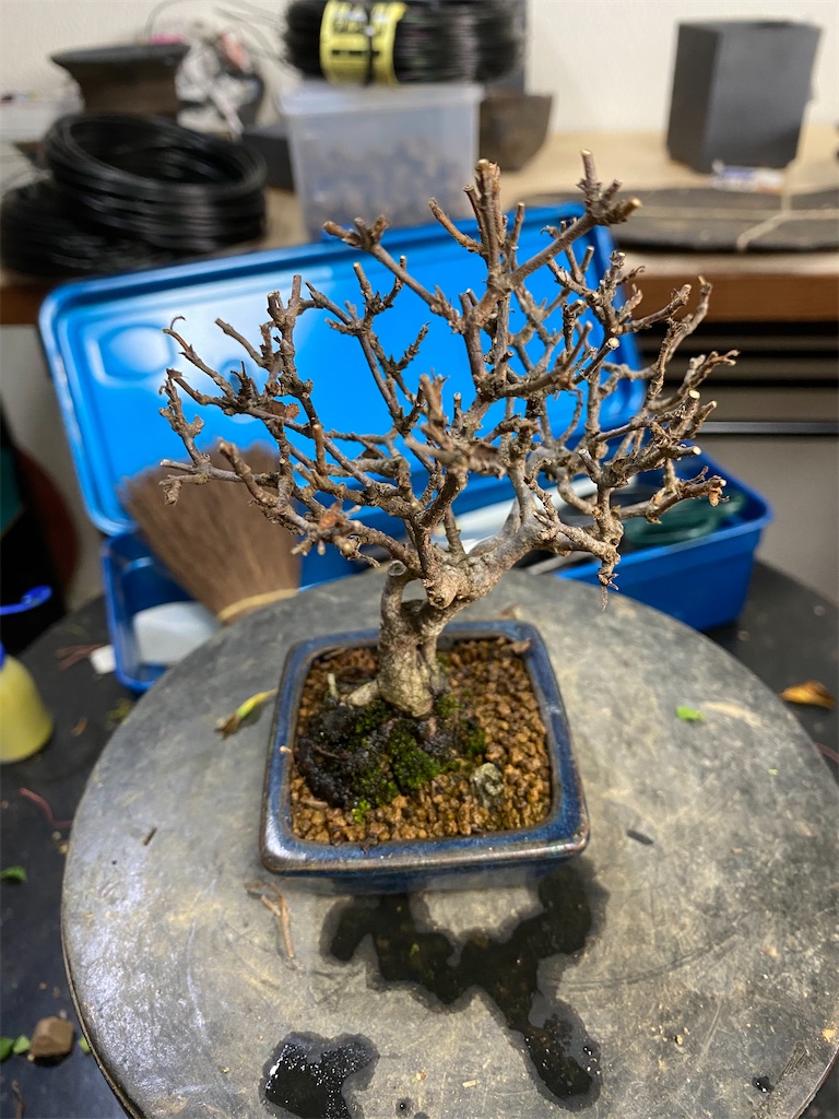 f:id:bonsaichie:20200615212950j:image