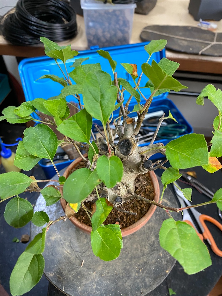 f:id:bonsaichie:20200615212953j:image