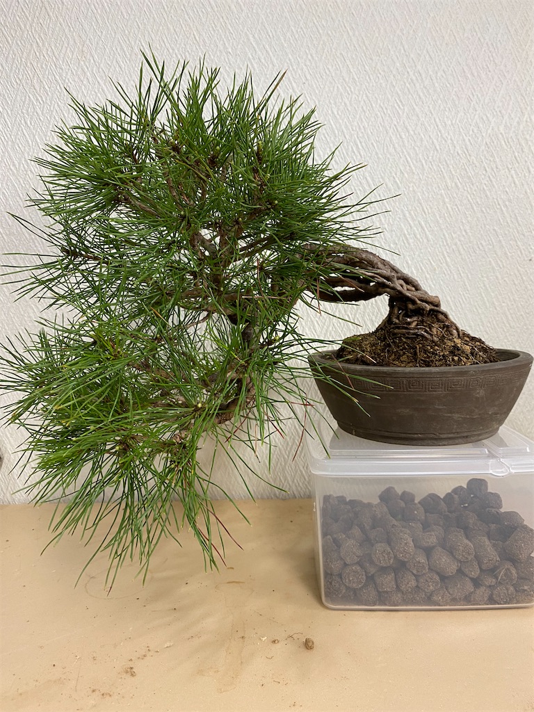 記録用 売れ残り赤松の過酷な改作 Bonsaiちえ 記録用 売れ残り赤松の過酷な改作 Bonsaiちえ