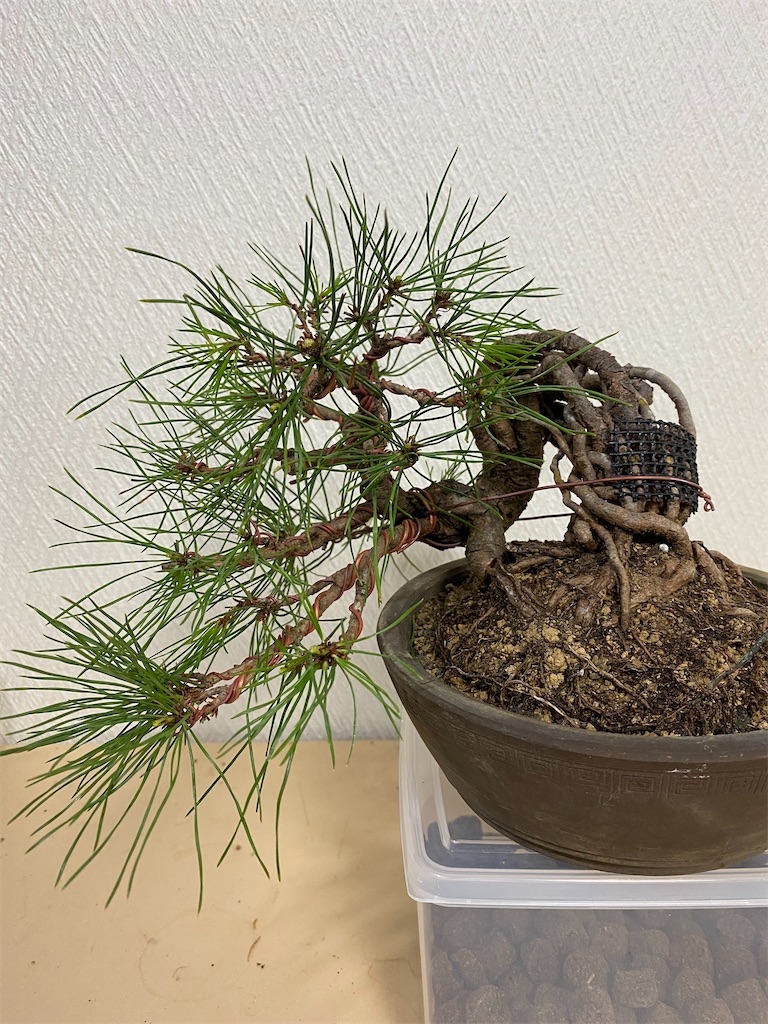f:id:bonsaichie:20200622192949j:image