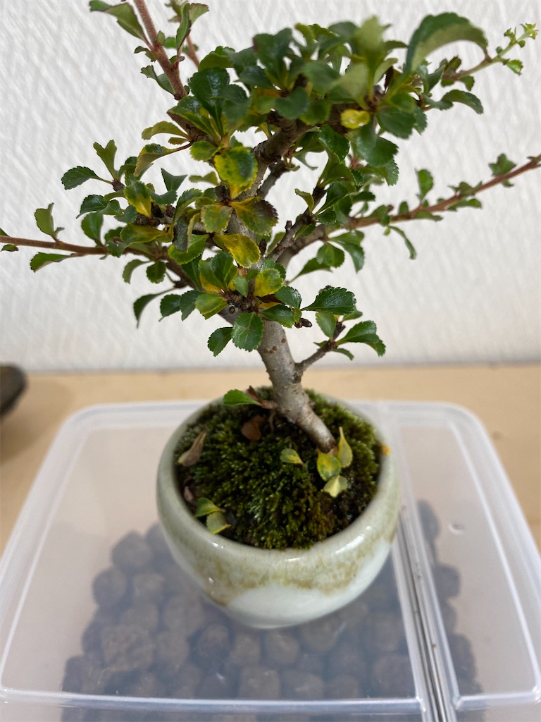 f:id:bonsaichie:20200627152030j:image