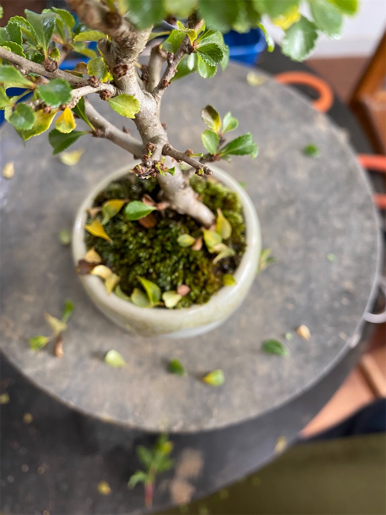 f:id:bonsaichie:20200627152123j:image