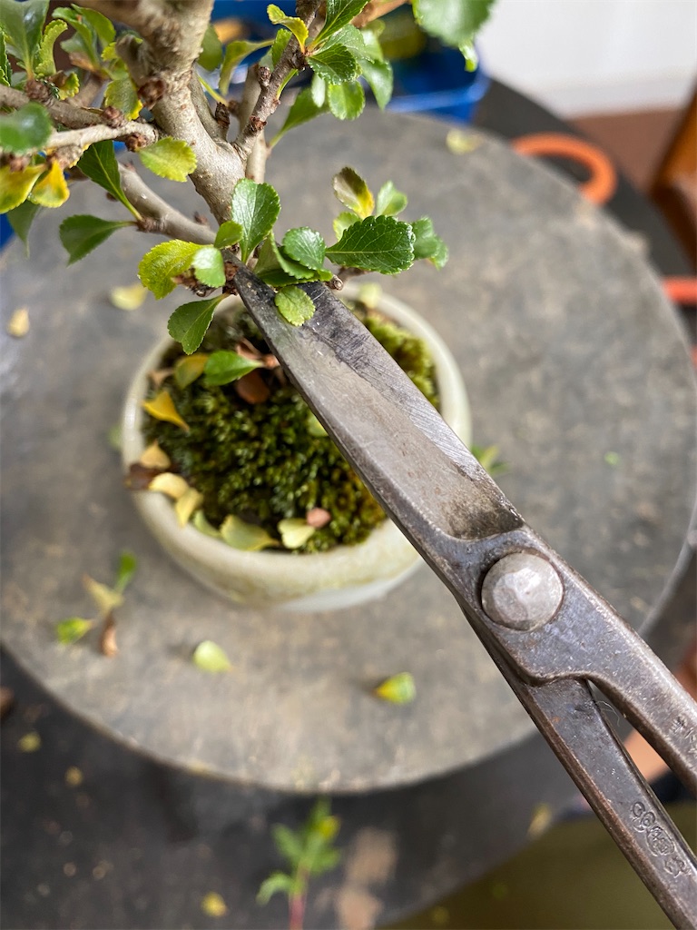 f:id:bonsaichie:20200627152126j:image f:id:bonsaichie:20200627152126j:image