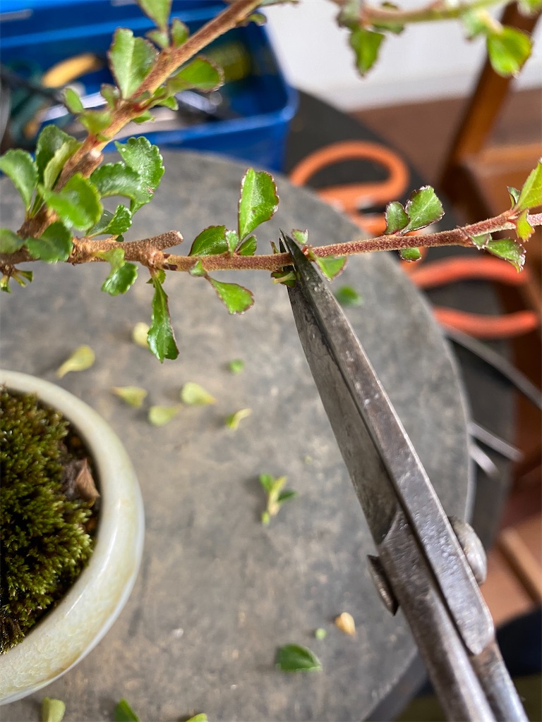 f:id:bonsaichie:20200627152235j:image