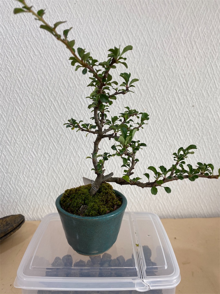 f:id:bonsaichie:20200627152549j:image