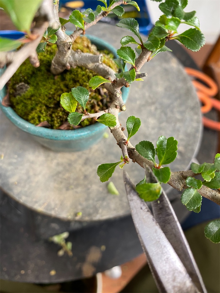 f:id:bonsaichie:20200627152932j:image