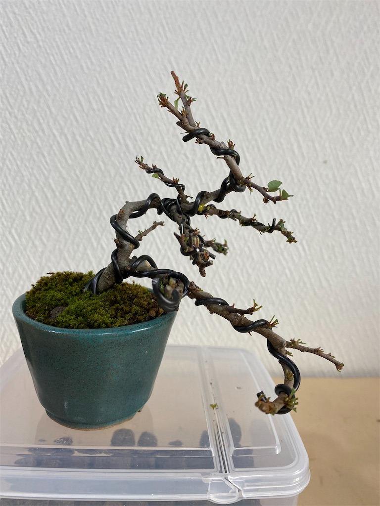 f:id:bonsaichie:20200627153008j:image