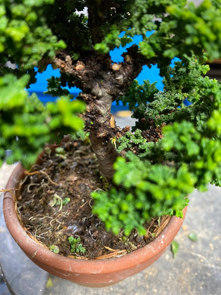 石化檜 32732c3fb666210da11420696cffc0