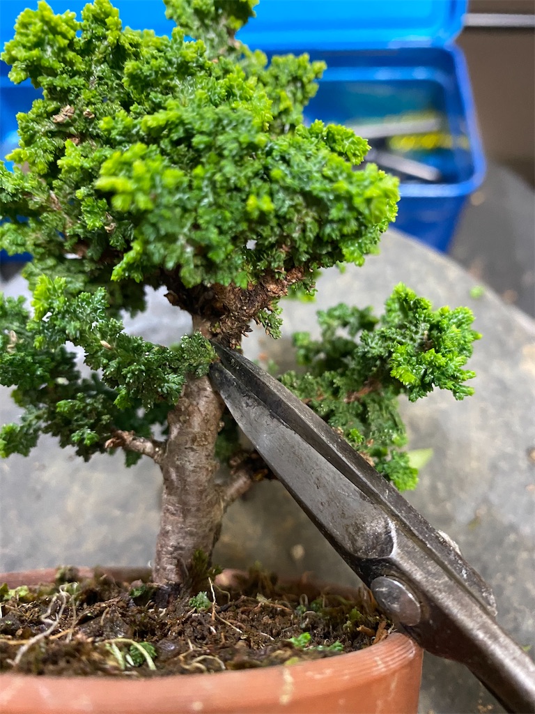 石化ヒノキの剪定と針金かけ - BONSAIちえ