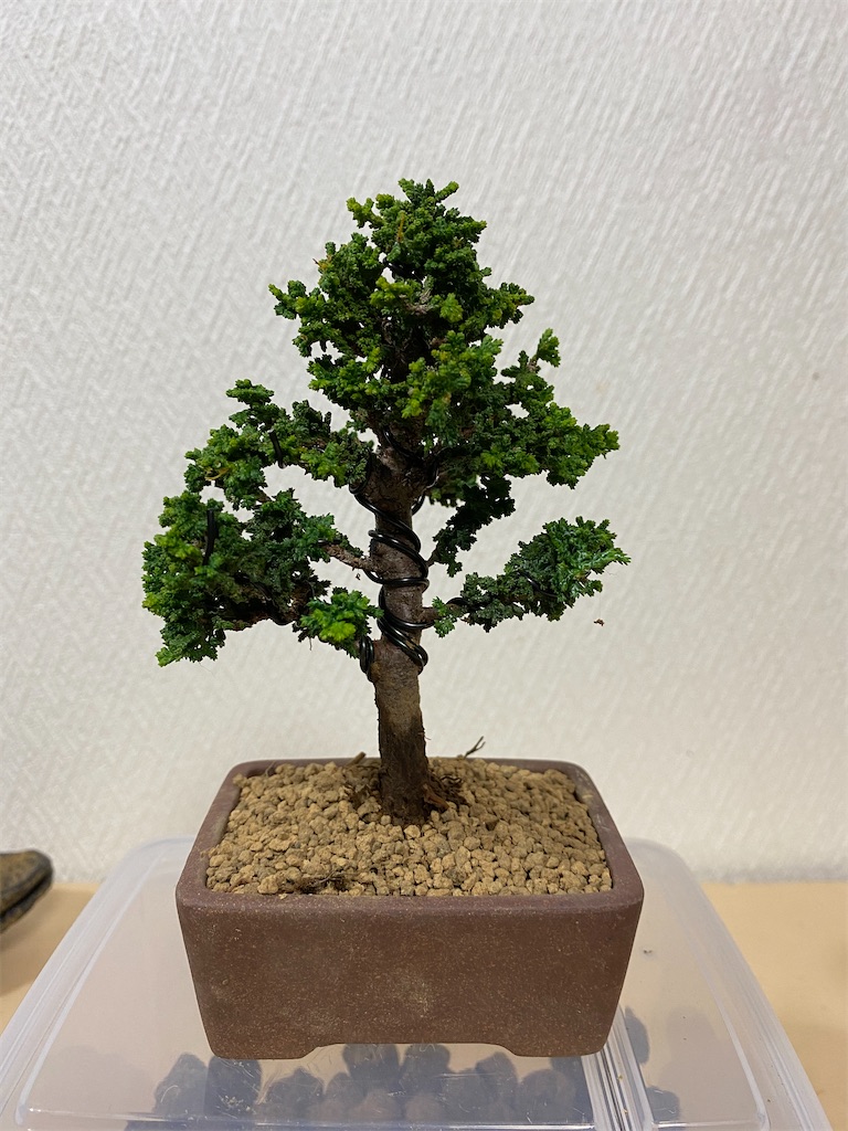 f:id:bonsaichie:20200627215307j:image