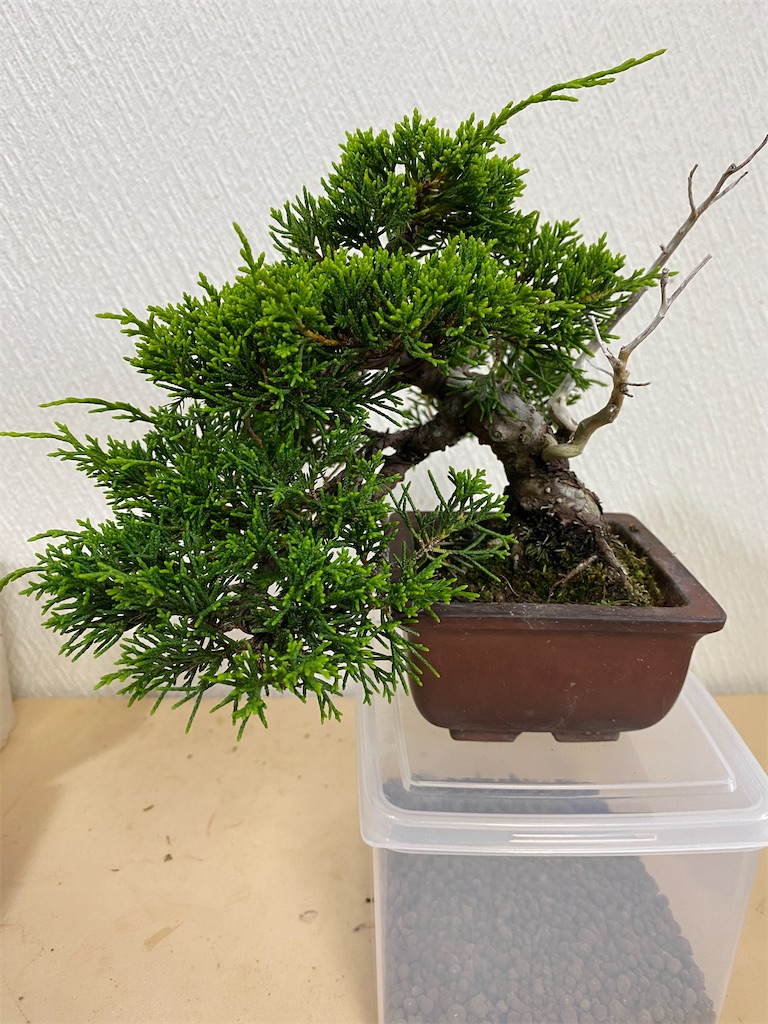 大人上品なおすすめコーデ 黒松 検索用 盆栽 真柏 シンパク 赤松 （オオハマボウ 野梅 盆栽