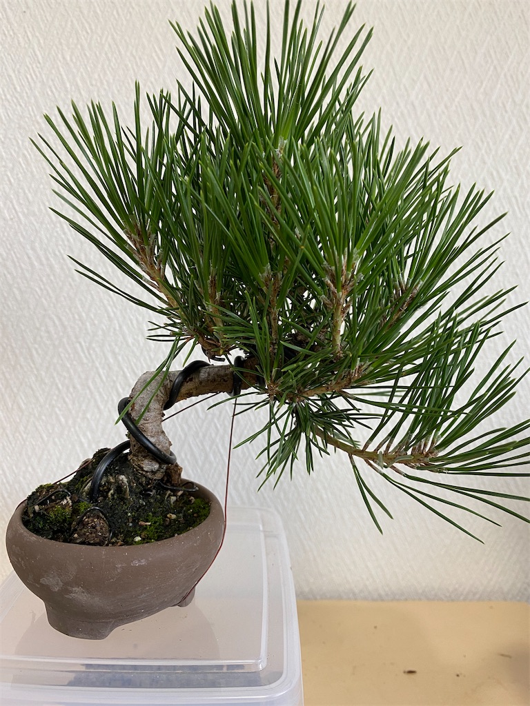 f:id:bonsaichie:20200702204806j:image