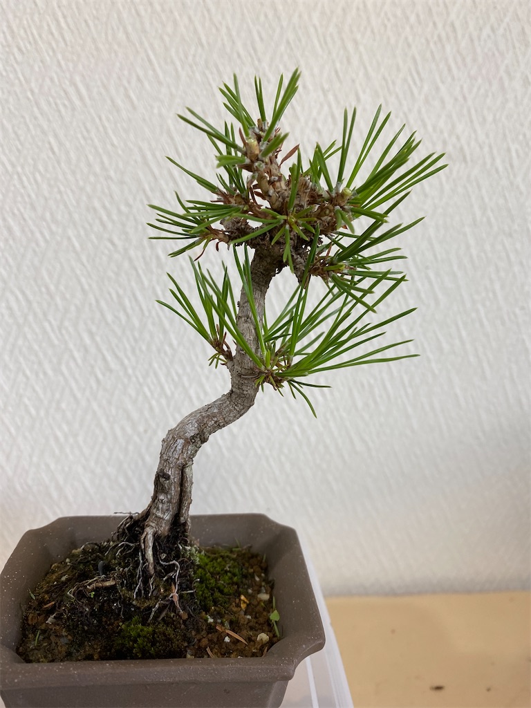 f:id:bonsaichie:20200702224647j:image