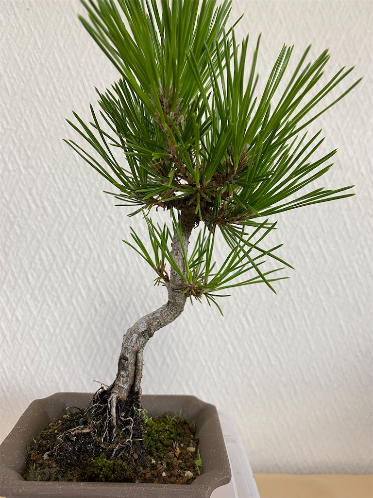 豆梨の盆栽です。14個実付き。黒松、赤松、真ぱく盆栽 豆梨の盆栽です。14個実付き。黒松、赤松、真ぱく盆栽