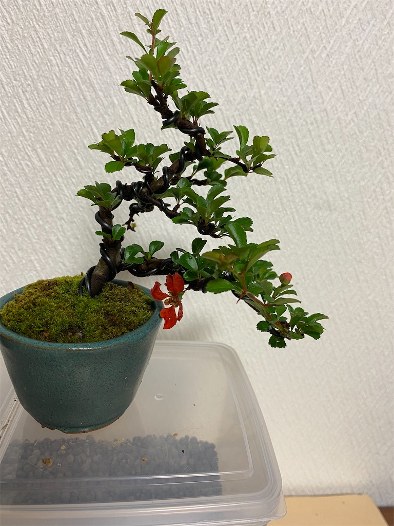 f:id:bonsaichie:20200724234431j:image f:id:bonsaichie:20200724234431j:image