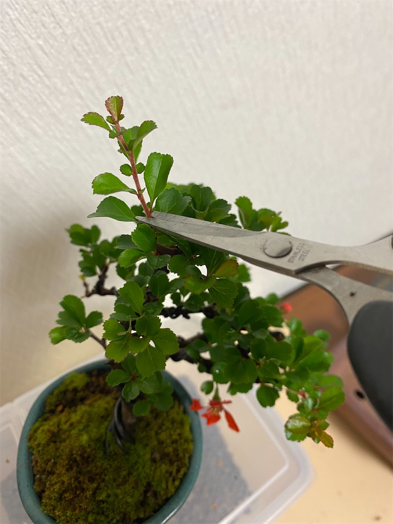 f:id:bonsaichie:20200724234455j:image f:id:bonsaichie:20200724234455j:image