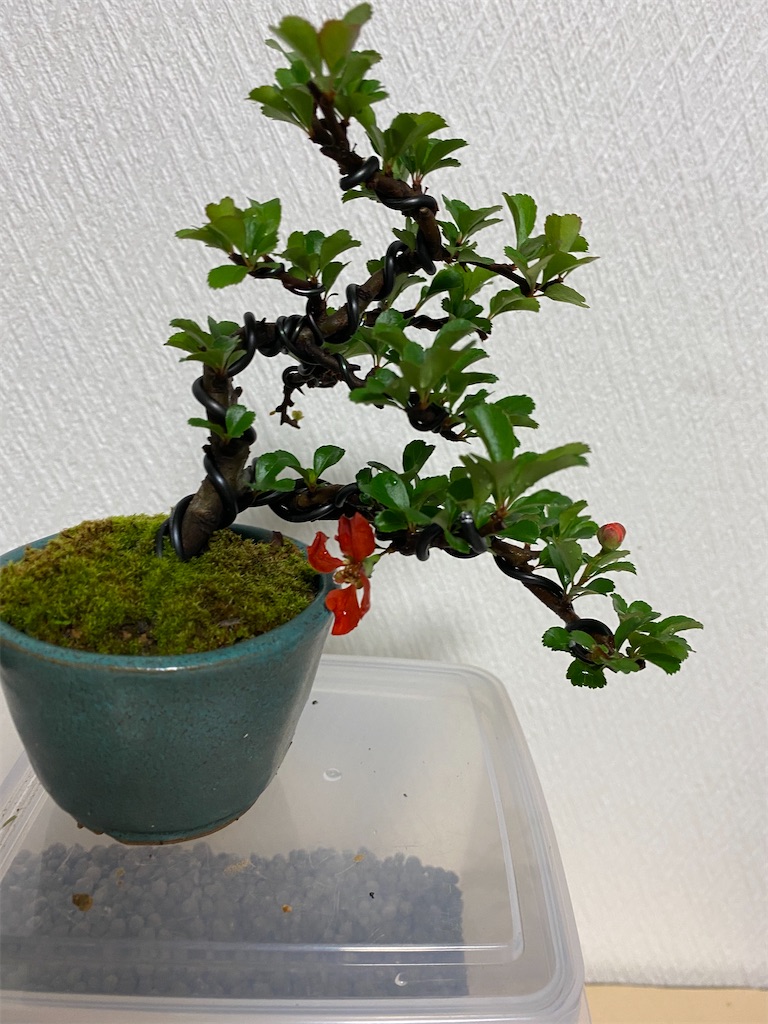 f:id:bonsaichie:20200724234501j:image f:id:bonsaichie:20200724234501j:image