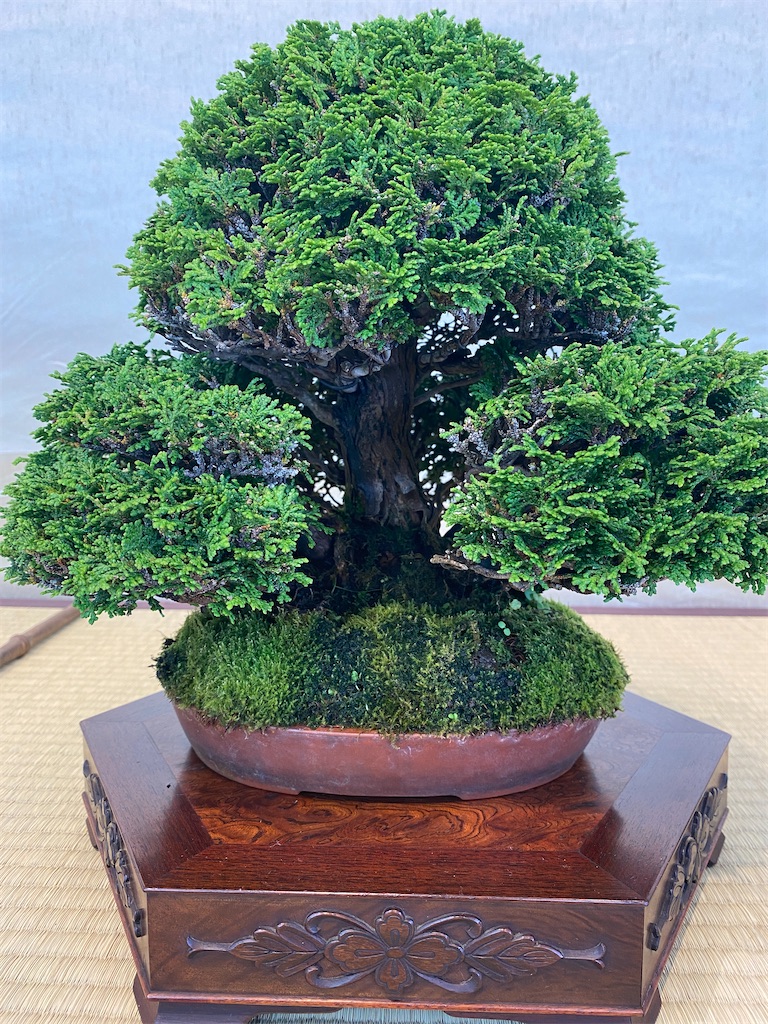 連合展の盆栽紹介 - BONSAIちえ