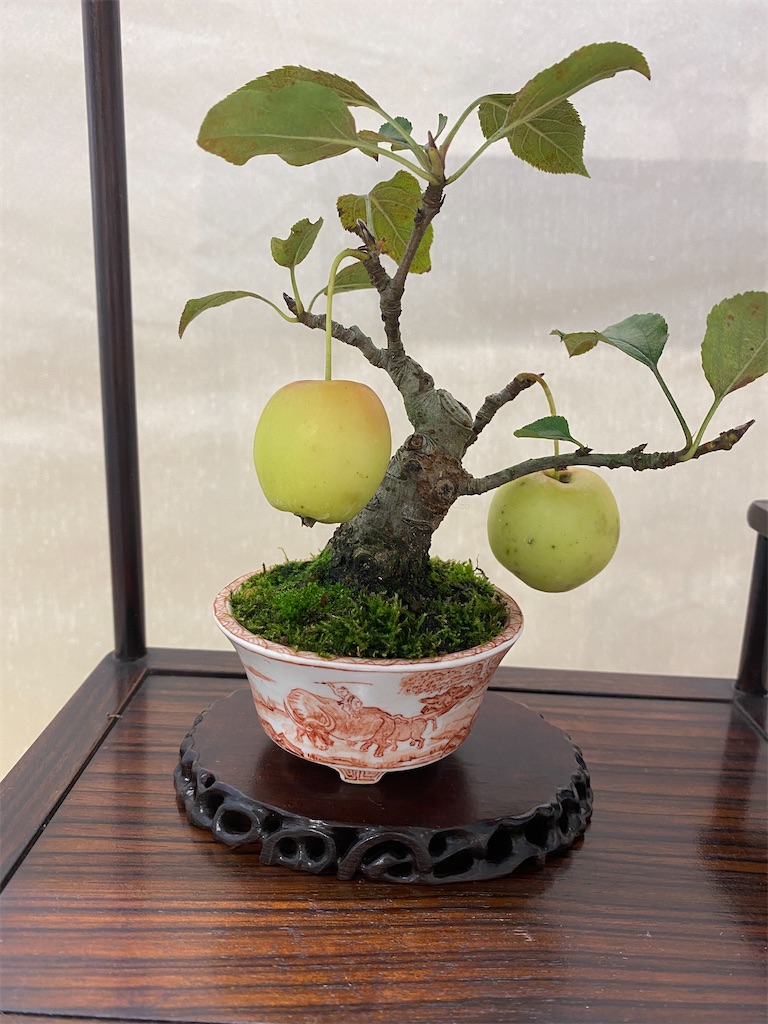 連合展の盆栽紹介 - BONSAIちえ