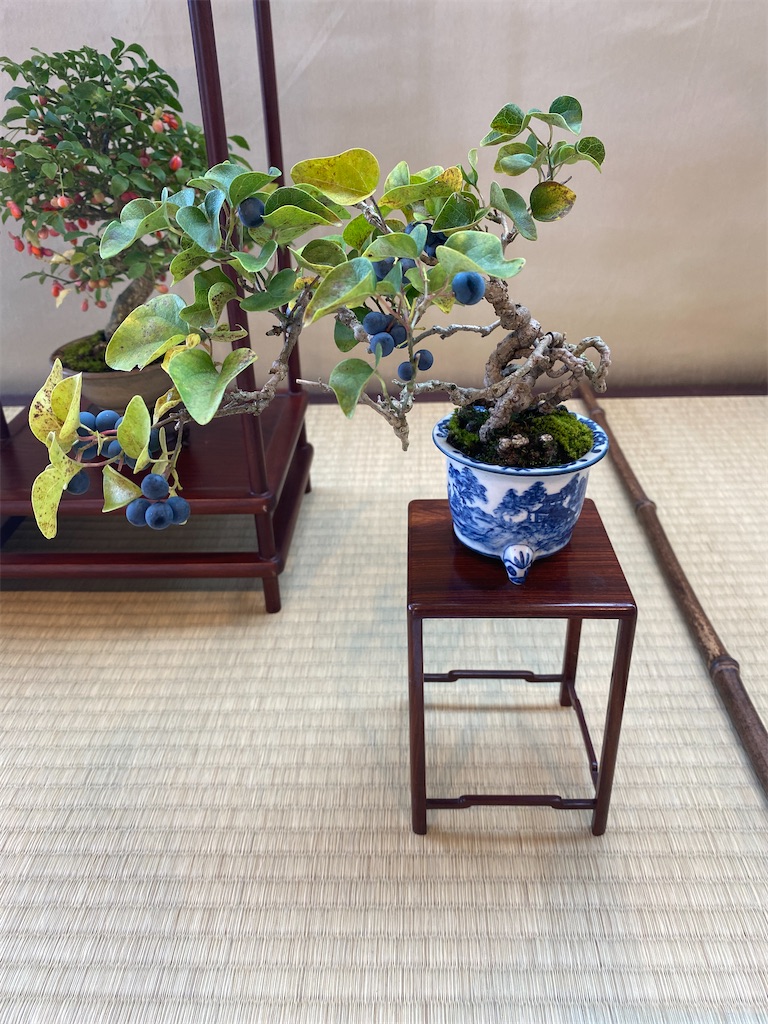 連合展の盆栽紹介 - BONSAIちえ