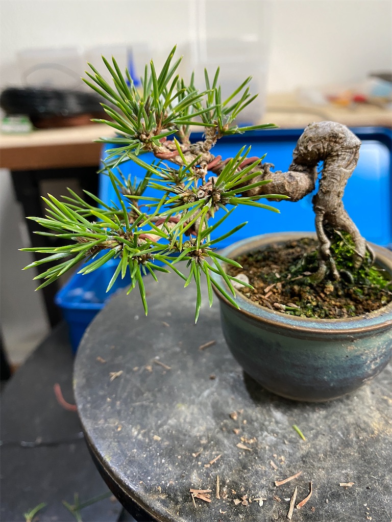飾り 瘤古木 盆栽 3511㌘ 処分価格 飾り 瘤古木 盆栽 3511㌘ 処分価格